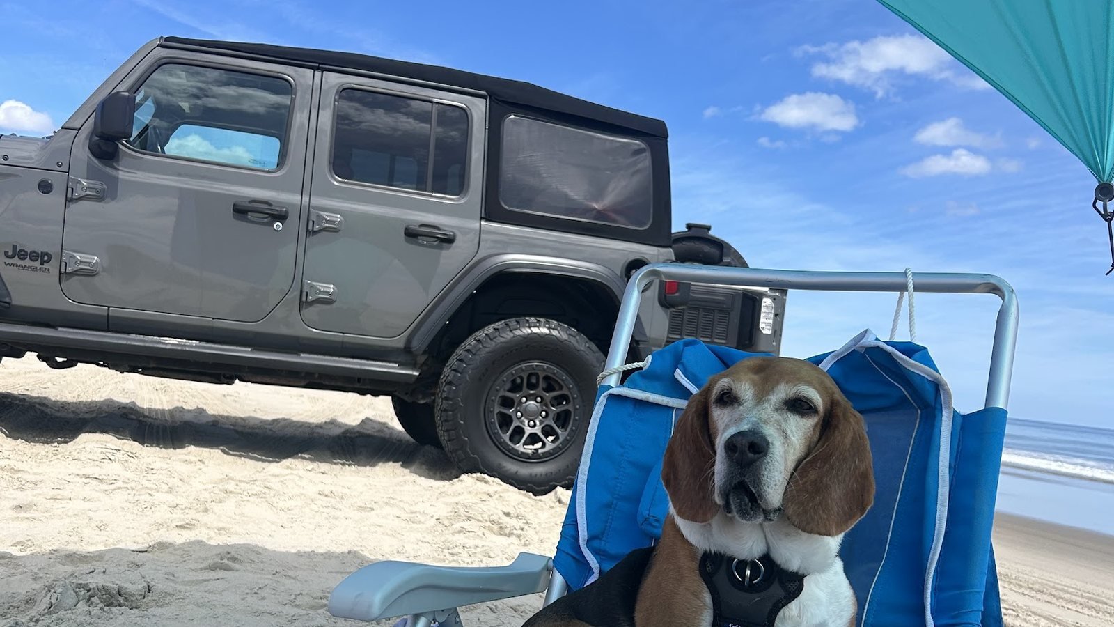 A beagle sitting up in a blue beach chair on the sand with a gray Willys Wrangler parked behind it