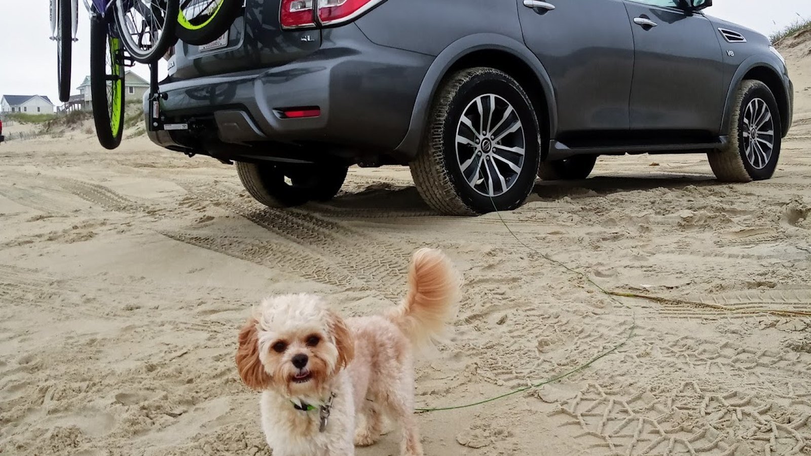 A small cream-colored dog standing on the sand on a long lead beside a parked hardtop SUV with bikes on the rack, cottages on the dune behind