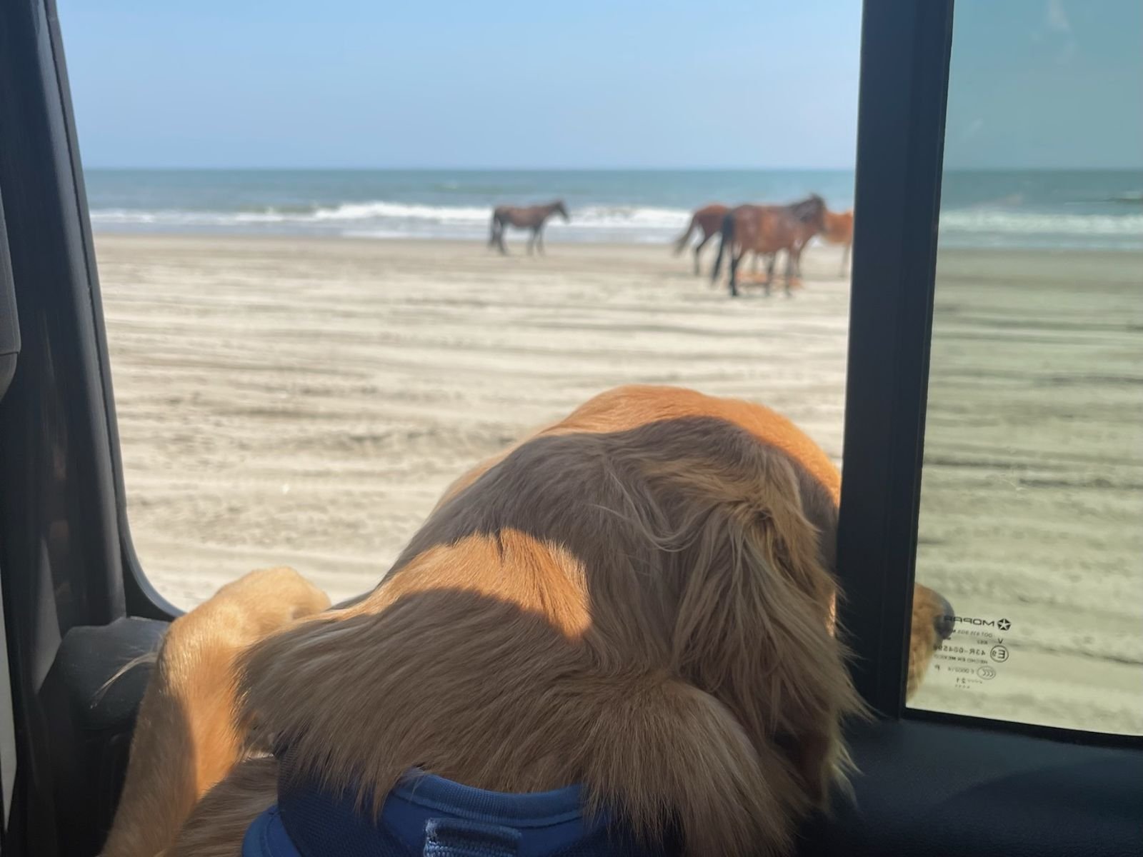 A golden retriever inside a Jeep looking out of the window at wild horses on the beach