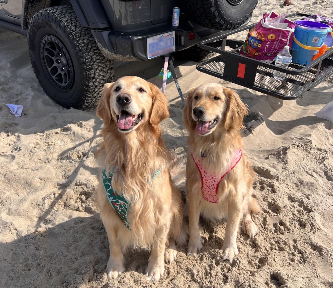 Two golden retrievers in harnesses sitting on the sand behind a gray Jeep Wrangler, their leashes run to the hitch, water and beach gear on the rack