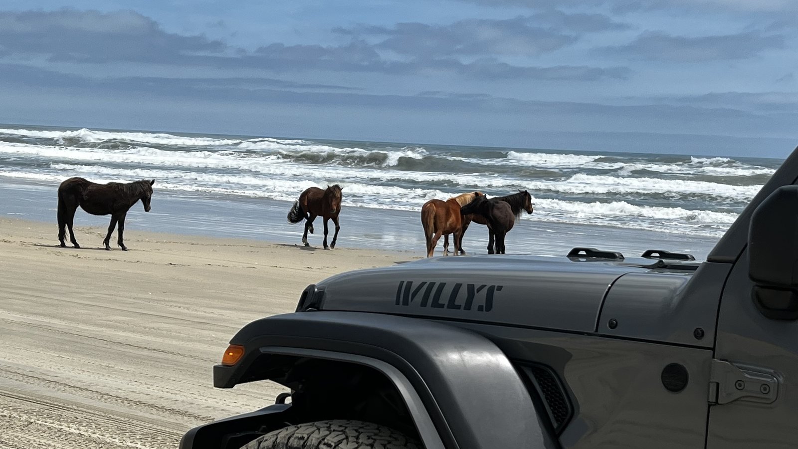 A gray Willys Wrangler on the sand with four wild horses standing at the surf line beyond its hood